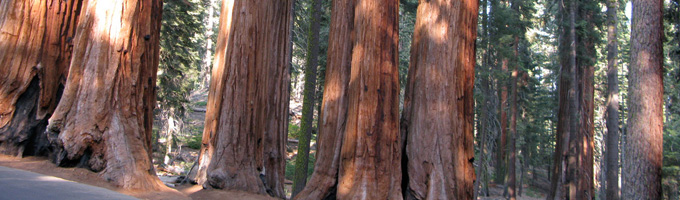 Parque Nacional Sequoia & King Canyon